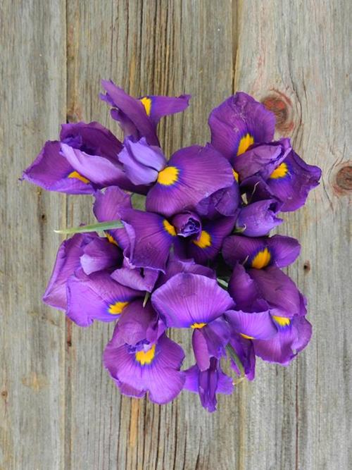 TIGRIS   DARK  PURPLE IRIS